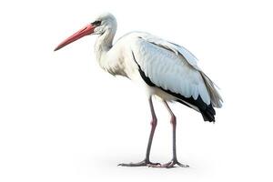 White stork isolated on white background photo