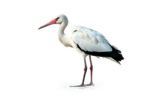 White stork isolated on white background photo