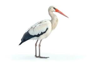 White stork isolated on white background photo