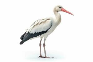 White stork isolated on white background photo