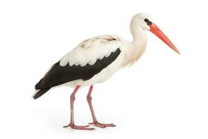 White stork isolated on white background photo