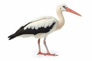 White stork isolated on white background photo