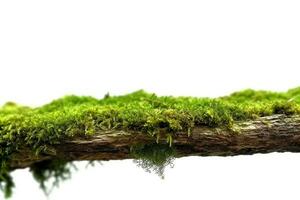 Green moss on wooden log isolated on white background photo