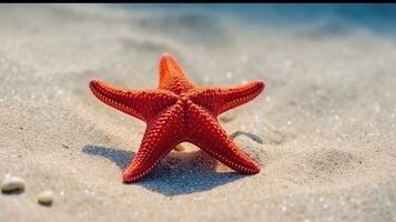 Beautiful red starfish on sand sea photo