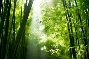 Abstract blur bamboo forest with sunlight photo