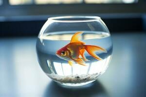 Goldfish swimming in  glass bowl photo