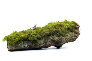 Green moss on wooden log isolated on white background photo