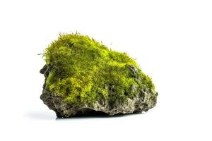 Green moss on stone isolated on white background photo