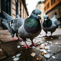 five pigeons are picking grain on the street photo