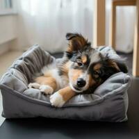 dog sleeps in a gray lounger. photo