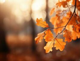 Oak leaves background framed by red light photo