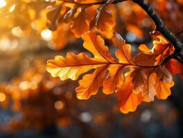 Oak leaves background framed by red light photo