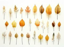 Autumn leaves collection photo