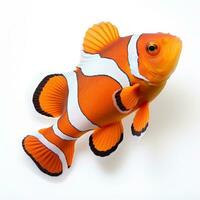An orange and white clown fish isolated photo