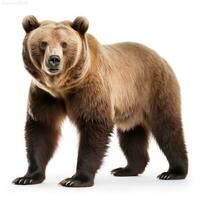 brown bear on white photo