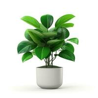 Home plant in pot isolated photo