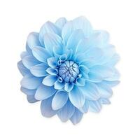 Blue dahlia flower isolated photo