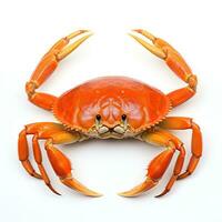 Red crab isolated photo