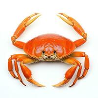 Red crab isolated photo