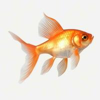 Vivid fish isolated photo