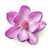 magnolia flor aislado foto