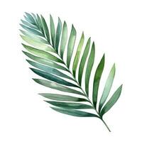 Green watercolor palm leaf isolated photo