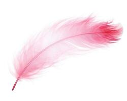 Pink feather isolated photo