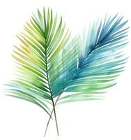 Green watercolor palm leaf isolated photo