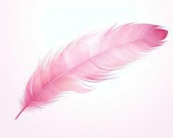 Pink feather isolated photo