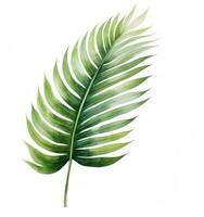 Green watercolor palm leaf isolated photo