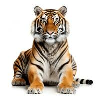 Beautiful tiger isolated. photo