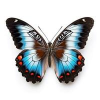 hermosa mariposa aislado foto