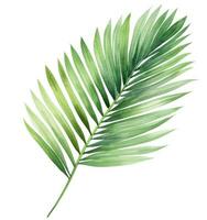 Green watercolor palm leaf isolated photo