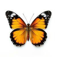 Beautiful butterfly isolated photo