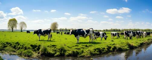 Cows in summer green meadow photo