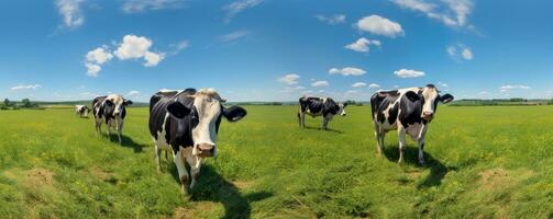 Cows in summer green meadow photo