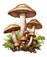 Illustrated mushrooms isolated photo