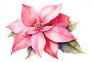 Watercolor Christmas flower poinsettia isolated photo