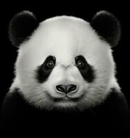 Panda bear, panda face photo