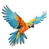 Colorful flying parrot isolated photo