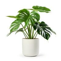 Monstera plant in white pot isolated photo