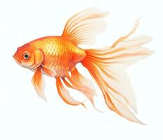 Red goldfish isolated photo