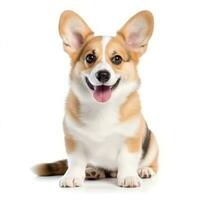 Puppy corgi isolated photo