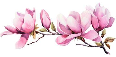 Pink magnolia flower isolated photo