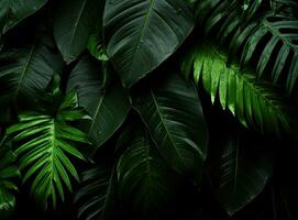 Green natural palm leaf background photo