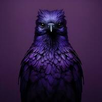 crow face on purple background photo