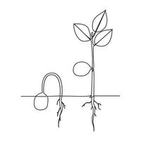 Single line Plant growth processing from seed illustration vector