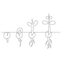 Single line Plant growth processing from seed illustration vector