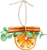 Watercolor slice of dried orange with cinnamon and eucalyptus christmas decor clipart isolated vector