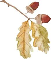 acuarela mano dibujado otoño roble rama con bellotas clipart aislado en blanco antecedentes vector